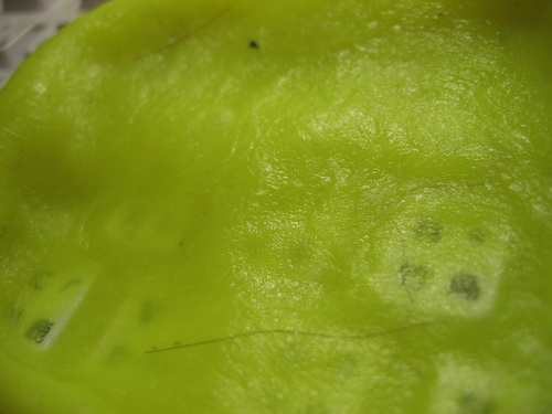 277.jpg
